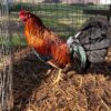 Buy Sweater Stag Gamefowl