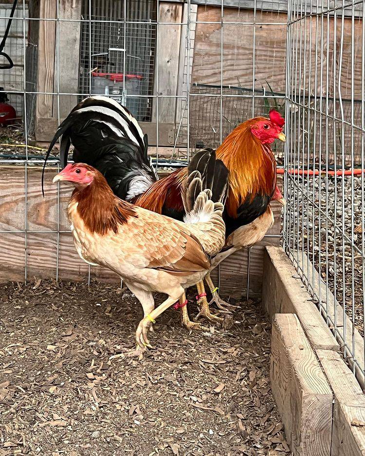 Golden Monkey Sweater Gamefowl