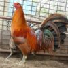 Buy red quill gamefowl