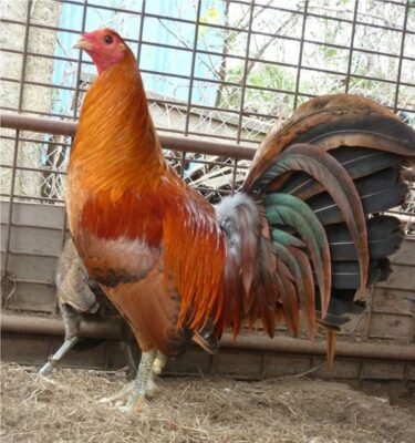 Buy Red Quail Gamefowl