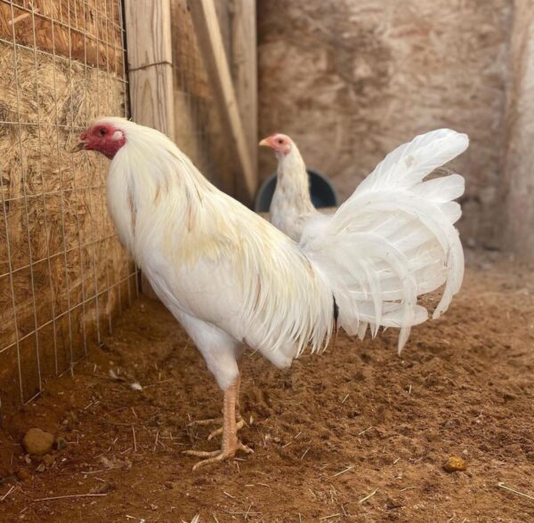 Ace-white-kelso-600x588