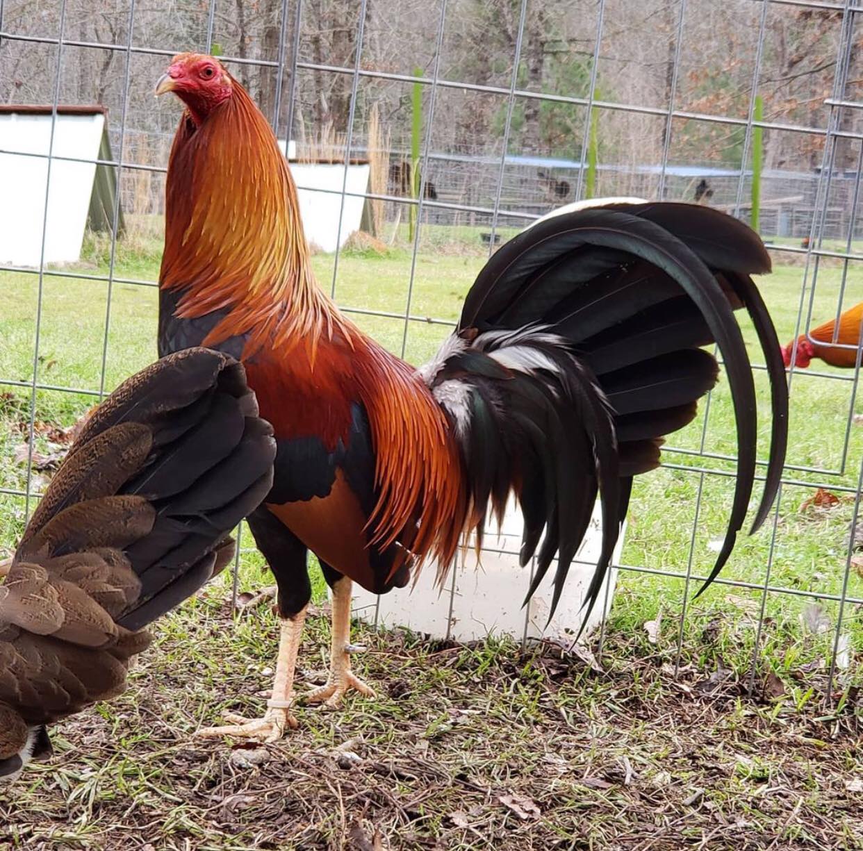 Buy Archer Sweater Gamefowl