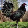 Buy Black Gamefowl