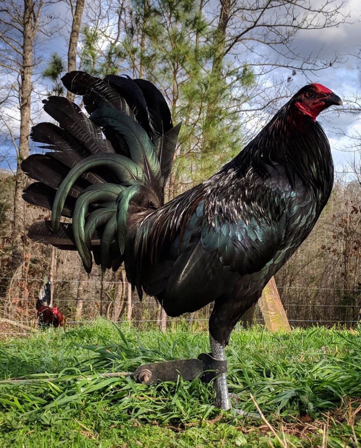 Buy Black Gamefowl Buy Black Gamefowl