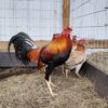 Buy Cardinal Kelso Gamefowl
