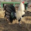Buy Clement Grey Rooster