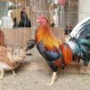 Murphy Whitehackle Gamefowl