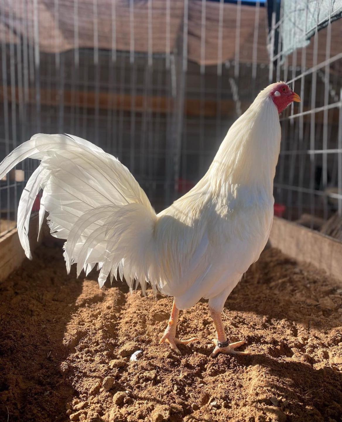 Buy White Kelso GameFowl
