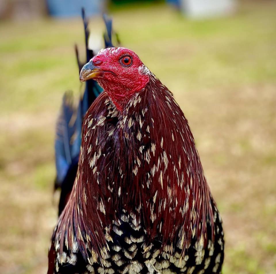 Whitehackle Gamefowl gamefowl for sale Gamefowl