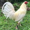 Buy White Hackle Gamefowl
