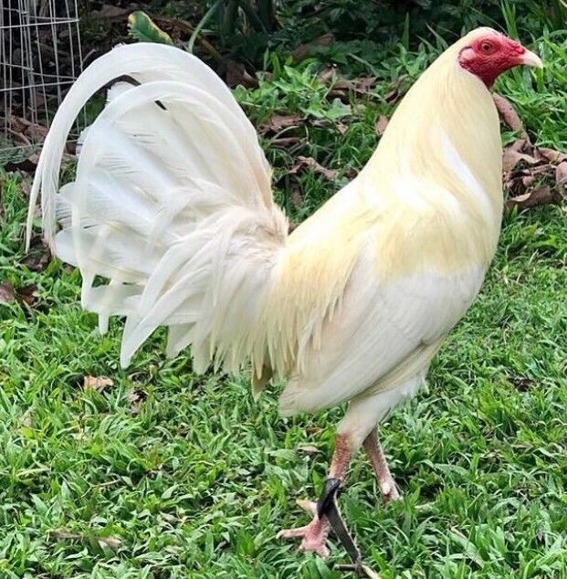 Buy White Hackle Gamefowl