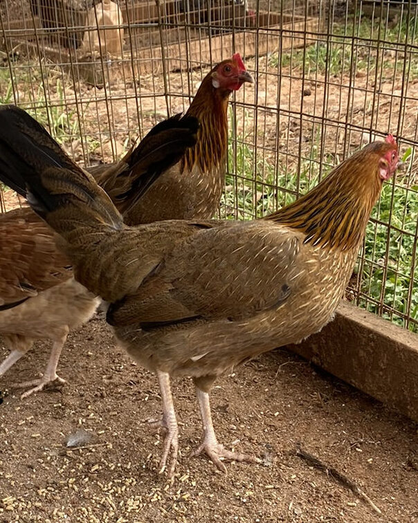 Buy Kelso Hen Buy Kelso Hen