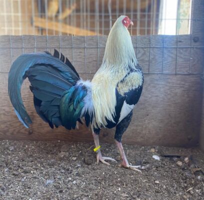 Buy Frost Grey Fighting Bird