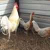Buy Spanish Gamefowl