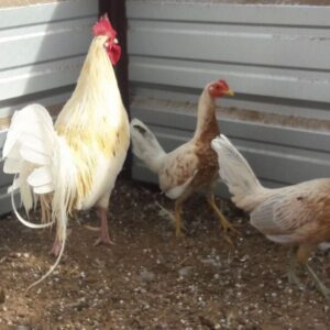 Buy Spanish Gamefowl