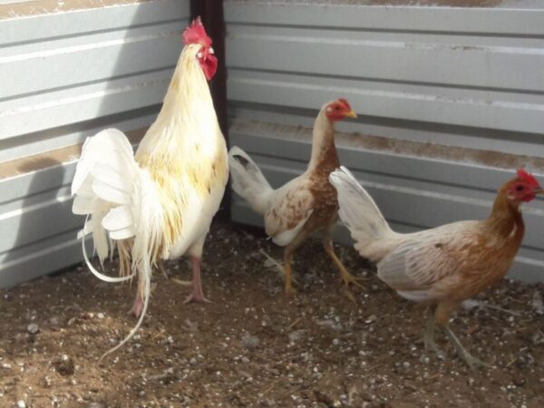 Buy Spanish Gamefowl