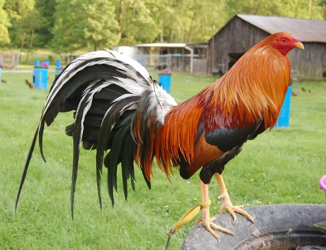 Buy Sweater Cock