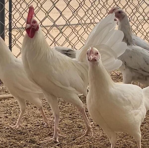 white-kelsos-600x596