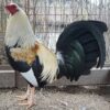 Buy Regular Grey Cock
