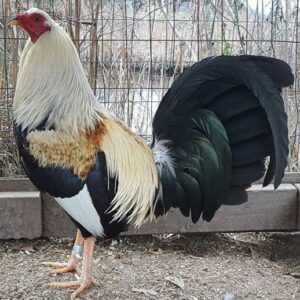 Buy Regular Grey Cock