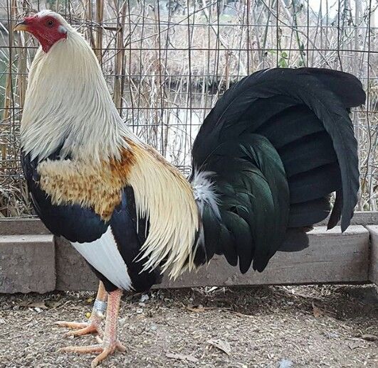 Buy Regular Grey Cock