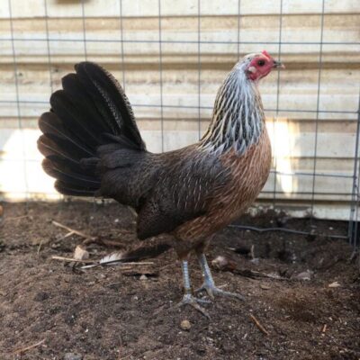Buy Regular Grey Hen