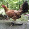 Buy Blueface Hatch hen