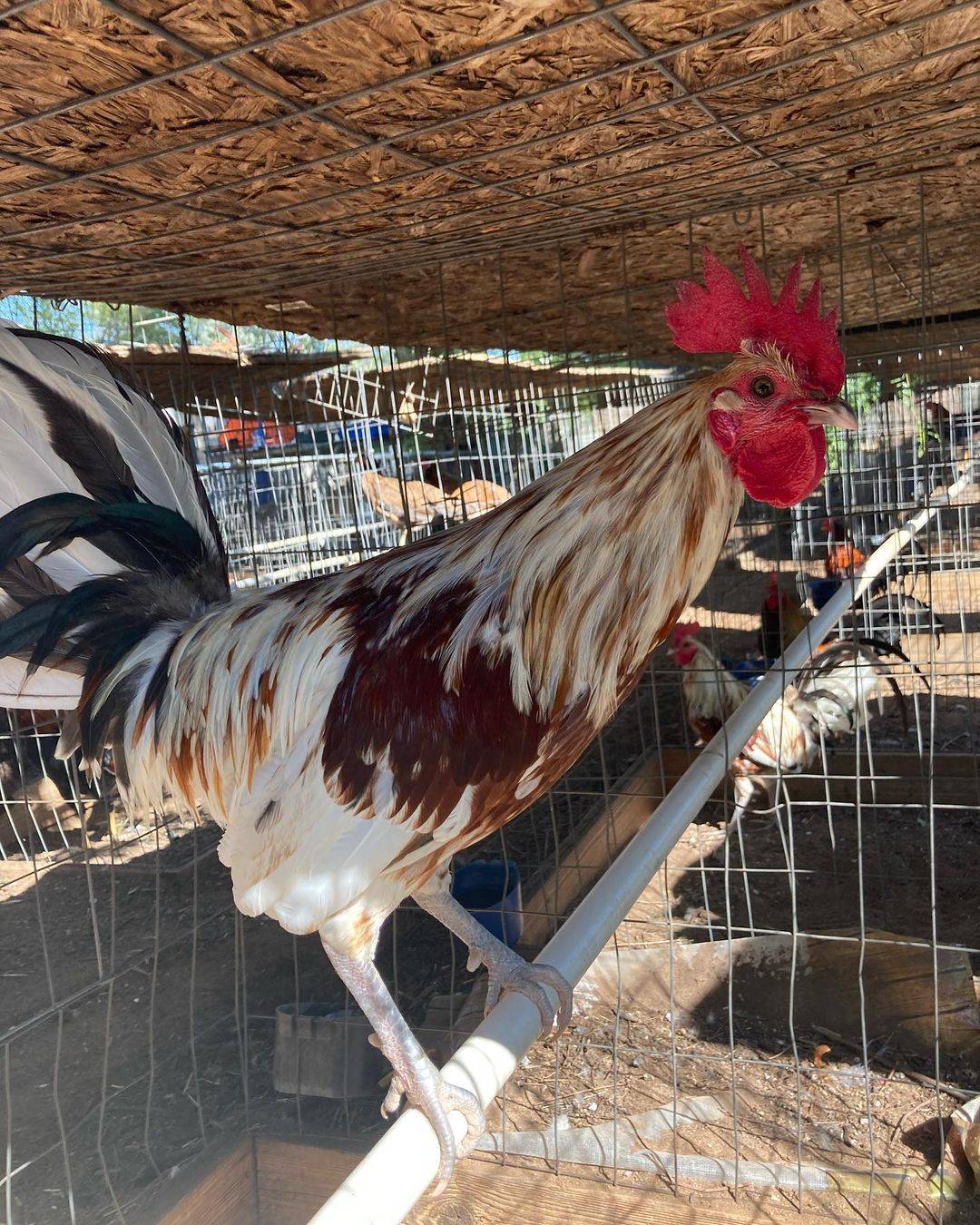 Buy Minor Blue Rooster