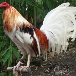 Buy Miner Blue chickens
