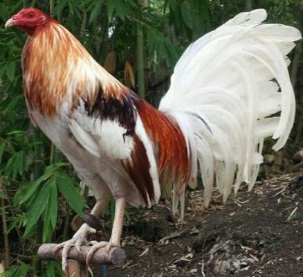 Buy Miner Blue chickens