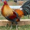 Buy Blueface Hatch cock