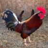 Buy Claret Fighting Rooster