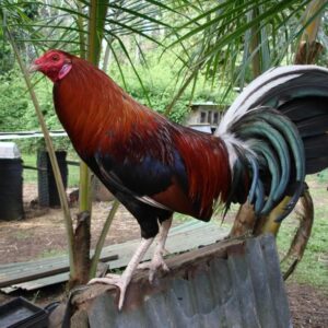 Buy Lacy Roundhead Rooster