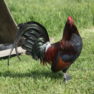 Buy Dark Hatch cock
