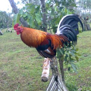 Buy Peruvian Rooster