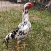 Buy Shamo Roosters