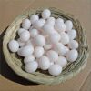 Gamefowl Hatching Eggs