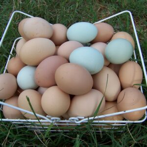 Yellow Leg Hatch Eggs For Sale