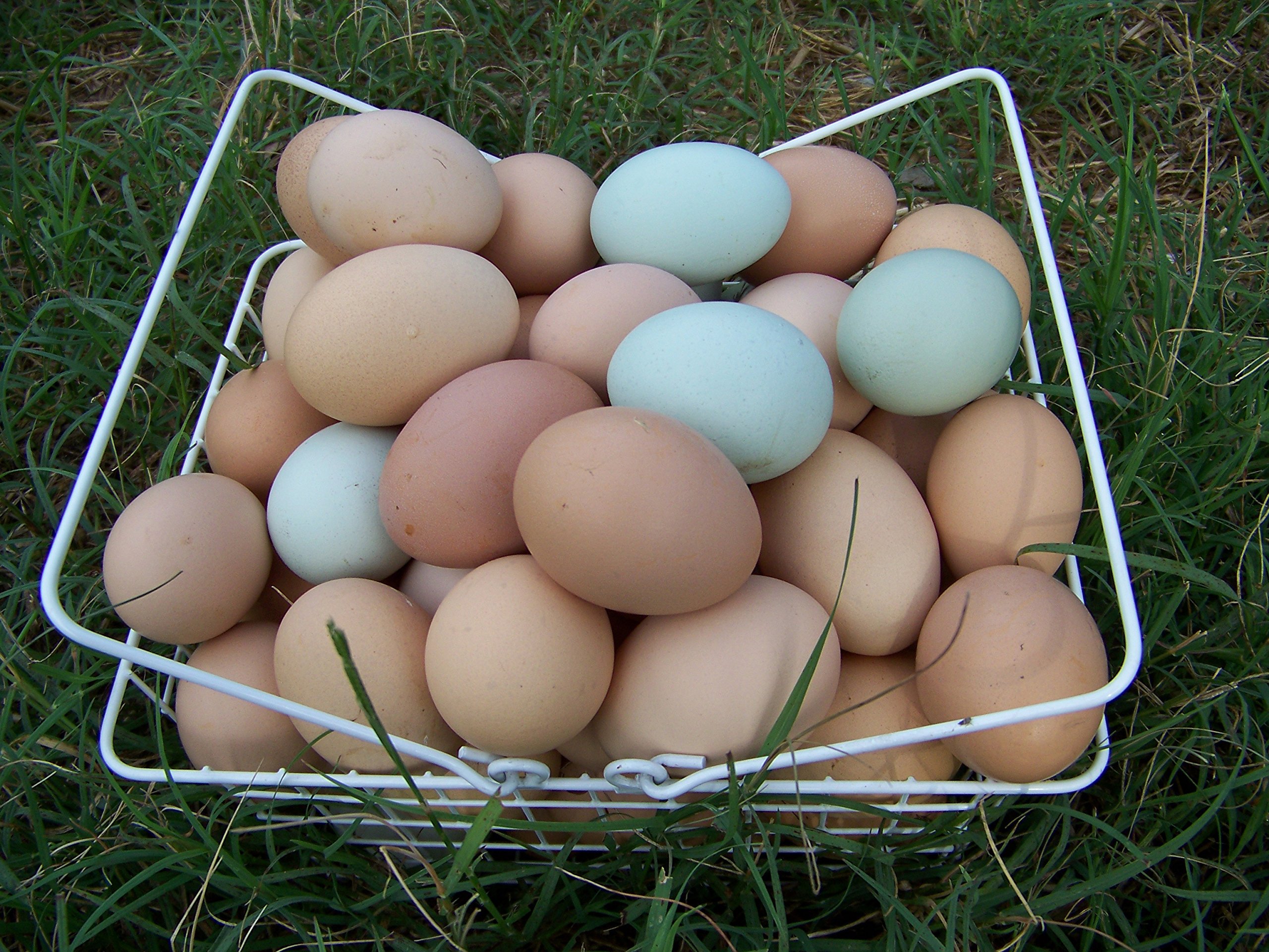 Yellow Leg Hatch Eggs For Sale Yellow Leg Hatch Eggs For Sale