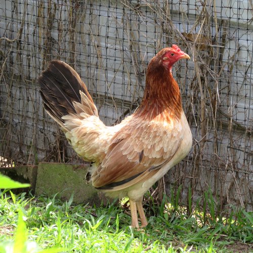 Yellow-Leg-Hatch-06-02-22-4