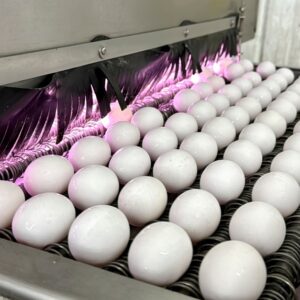 White Heckle Eggs for sale