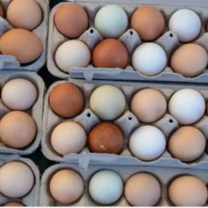 Roundhead Gamefowl Hatching Eggs