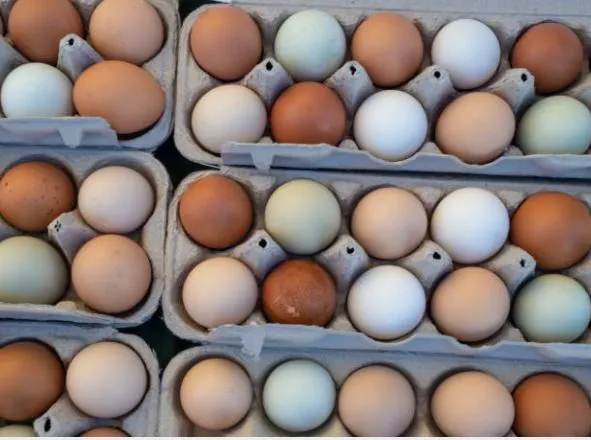Roundhead Gamefowl Hatching Eggs