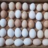 Hatching Eggs For Sale
