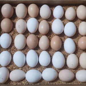 Hatching Eggs For Sale