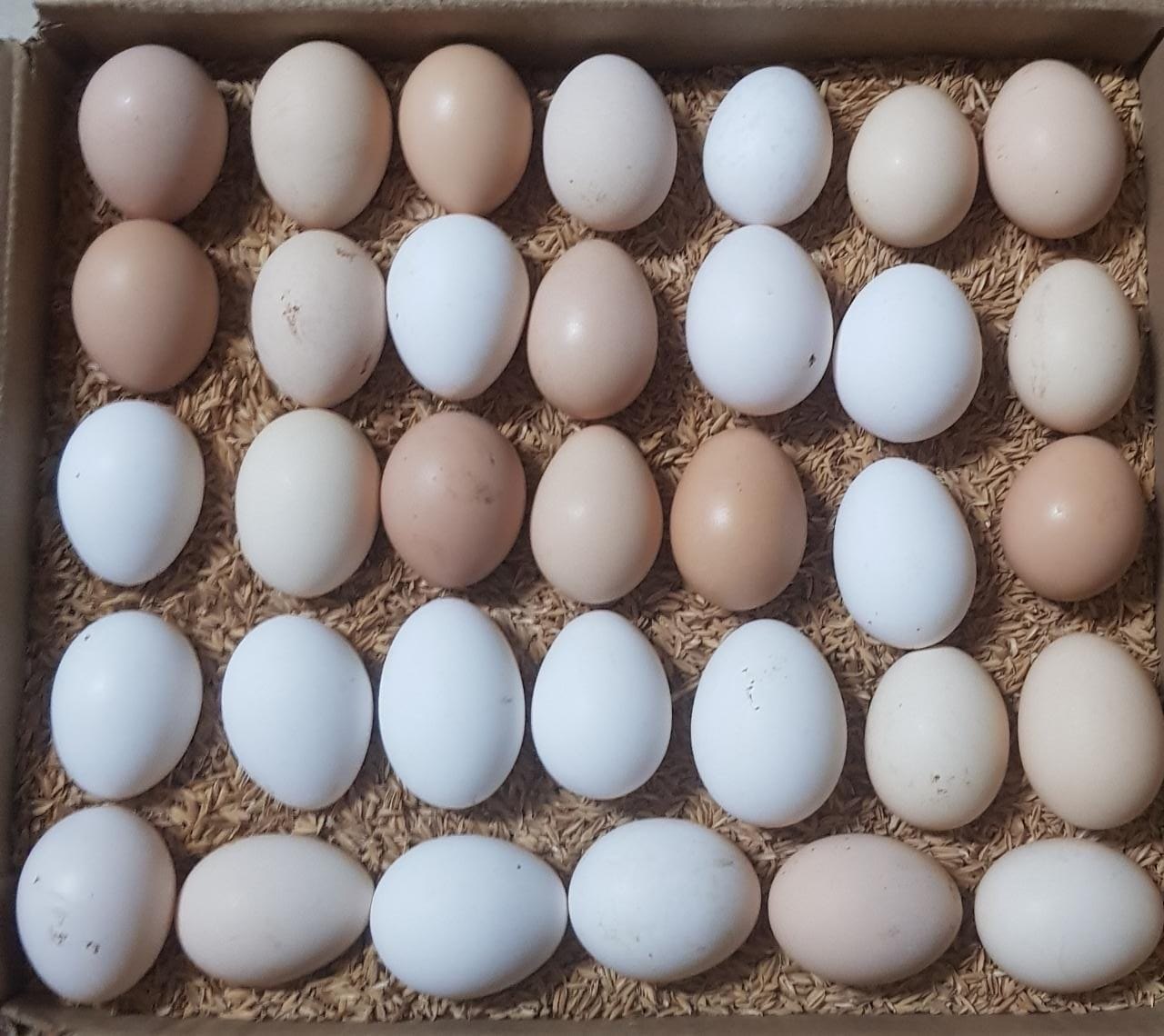 Hatching Eggs For Sale
