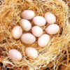 Radio Hatching Gamefowl Eggs