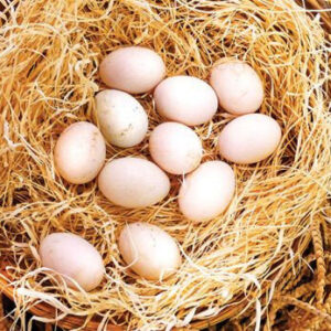 Radio Hatching Gamefowl Eggs