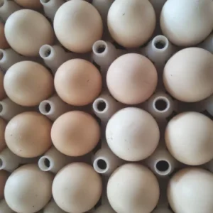 Regular Grey Gamefowl Hatching Eggs