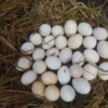 Buy Gamefowl Hatching Eggs